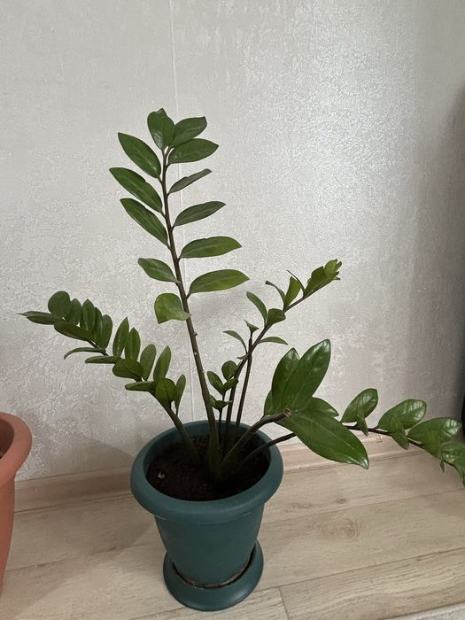 Продам комнатные цветы до