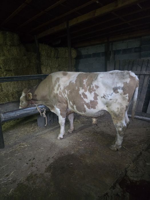 Бұқа            .