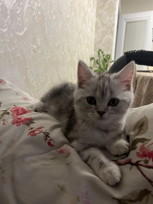 Продается котенок (шотландский)