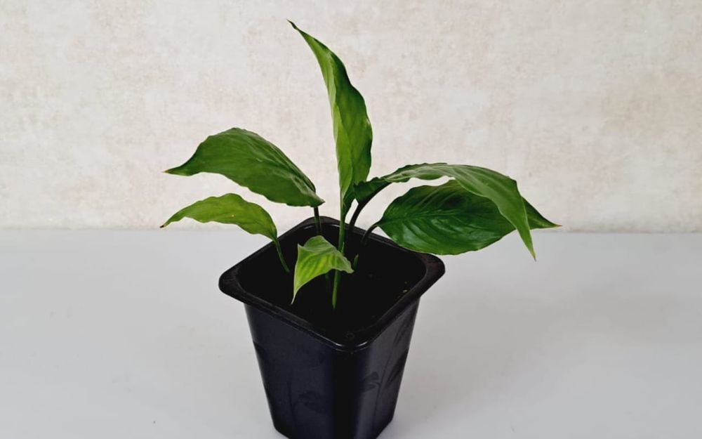 Цветы Цветы Цветы