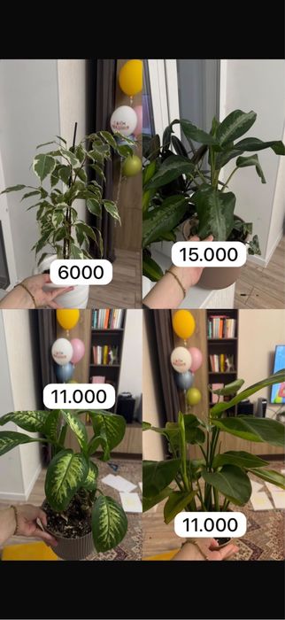 Комнатные цветы
