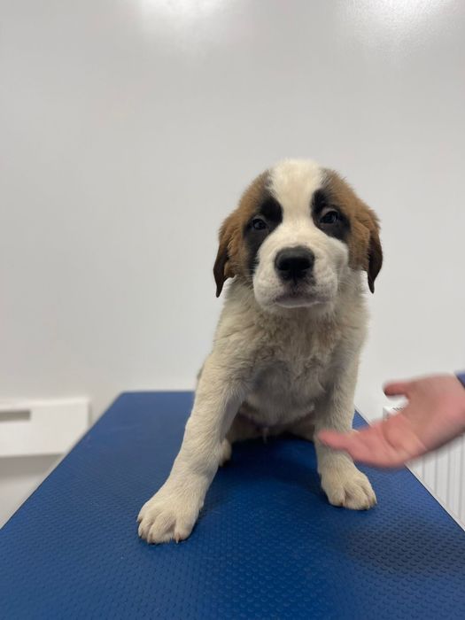 Femela Saint Bernard cu pedigree