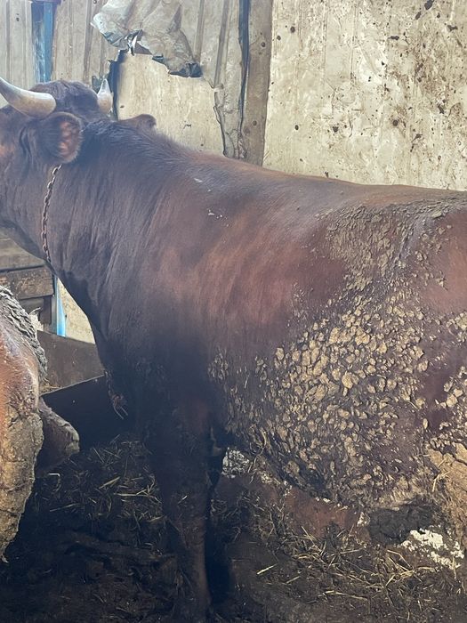 Продам быка , через веса по 3300