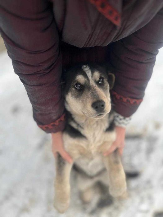 Щенок в доброе руки, девочка 4 месяца