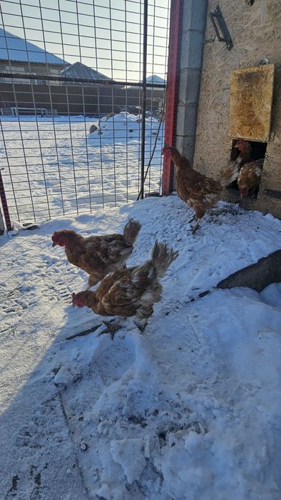 Продаю Ломан Браун