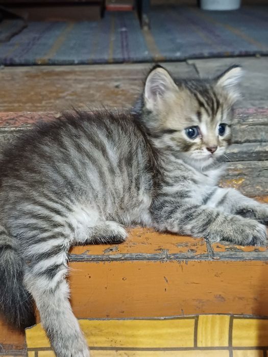 Отдам бесплатно котят