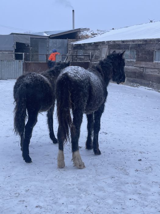 Продаются два жабагы мальчики