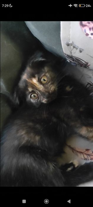 Котенок отдам в добрые  руки