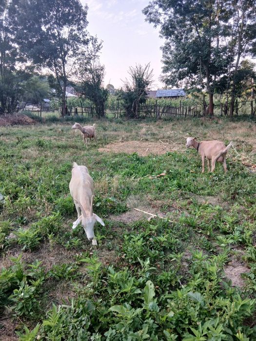 Agro  si industiale vand capre
