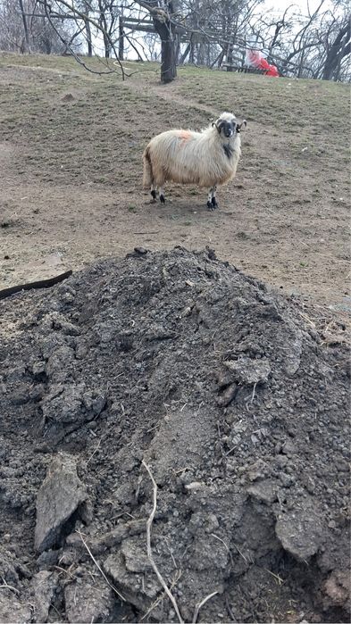 Berbec Breaz de Hațeg