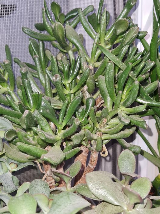 Крассулы,домашние цветы