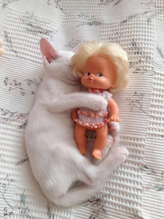 Котята в добрые руки.