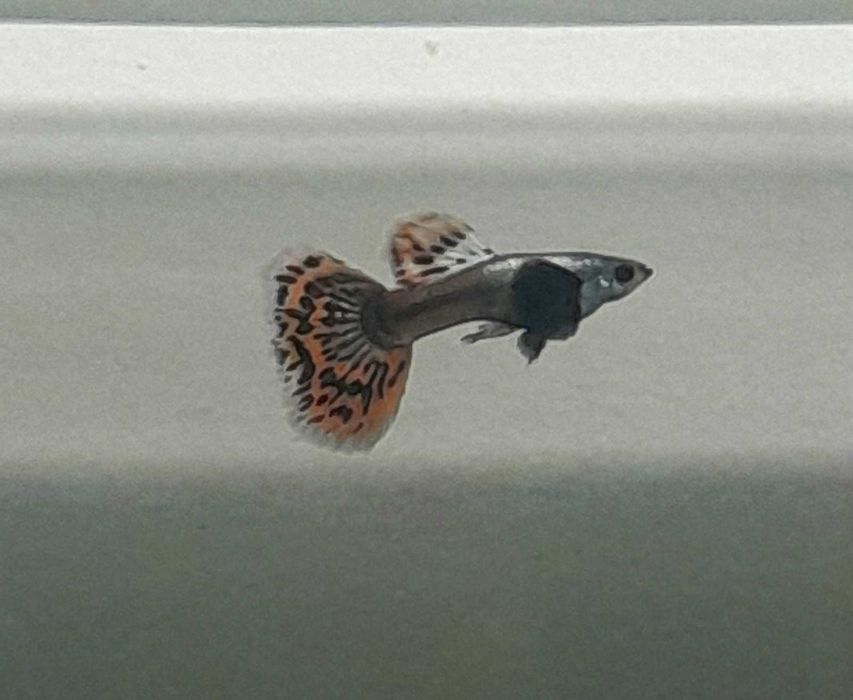 Всеки ден е черен петък!