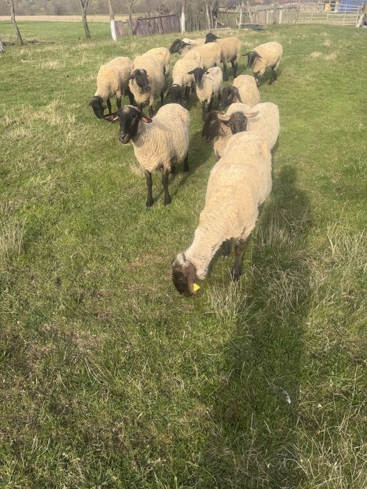 De vanzare Oi suffolk