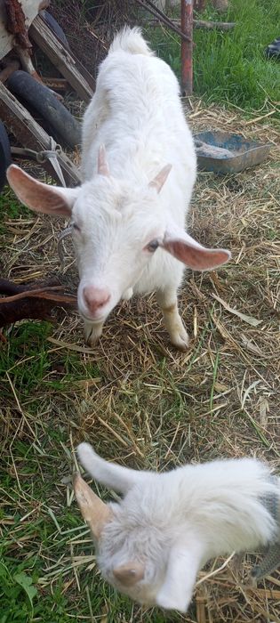 !Ona bola echki
!Zotli
!Bolasi:erke .urgochi
!2 litr suti bor
!Sroch