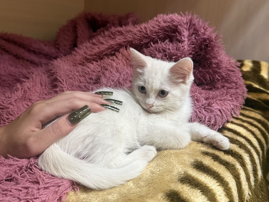 отдам кошечку в хорошие руки
