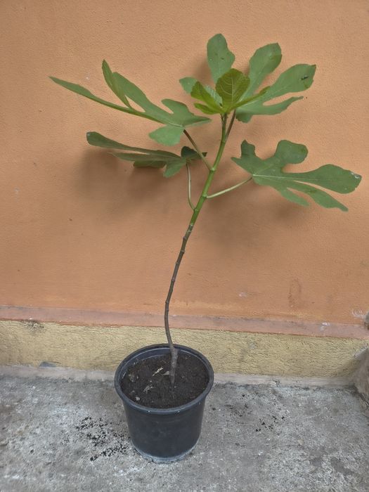 Smochin la ghiveci 2 l, 70 cm