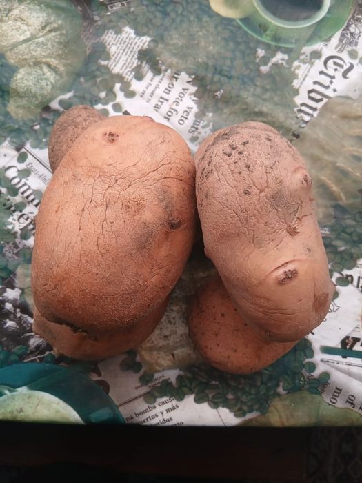 Продам домашний картофель.