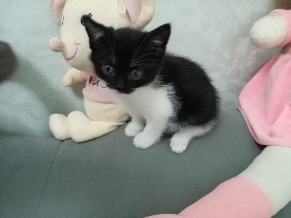 Отдам котят в добрые руки