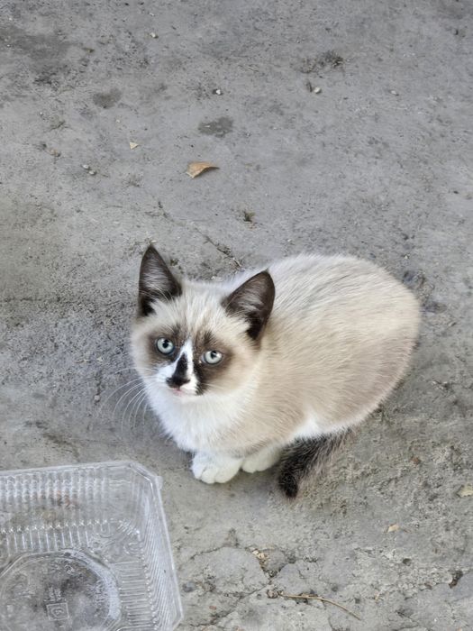 Котёнок в добрые руки