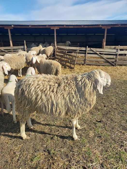 Vând berbec și berbecuți bergamasca