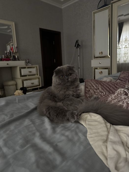 Britanian Scottish Fold