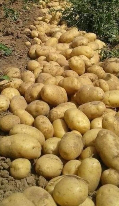 Продам картофель оптом и в розницу