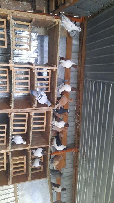 Vand Poorumbei Galbeni