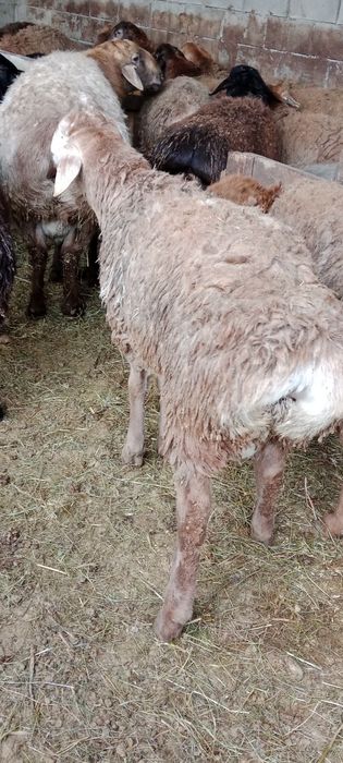 Продам Гиссарских баранчиков