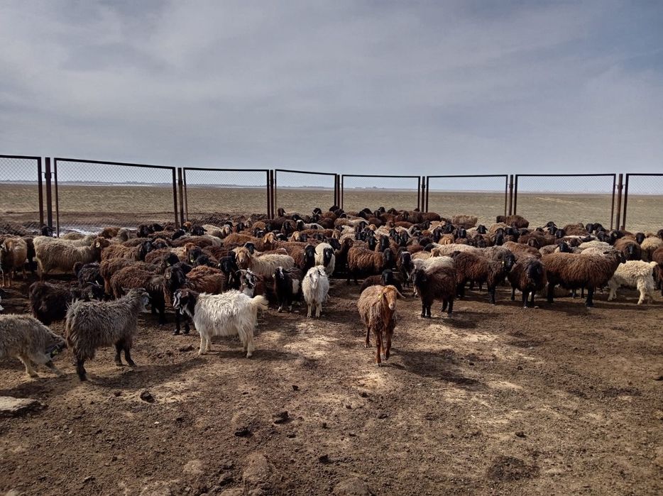 Буаз койлар сатылады