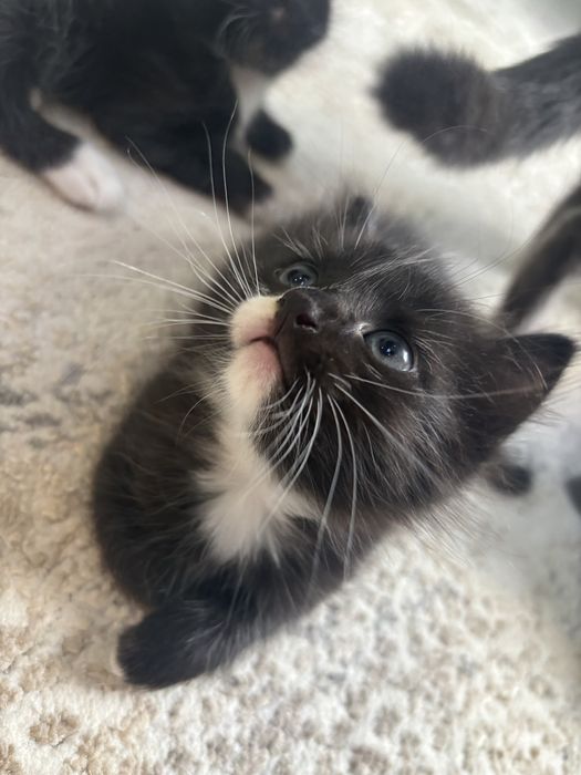 Котята бесплатно