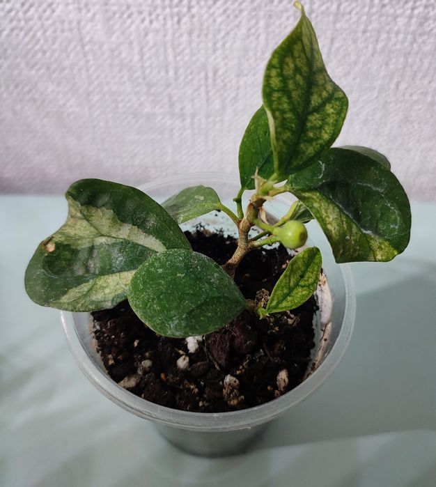 Фикусы-комнатные растения