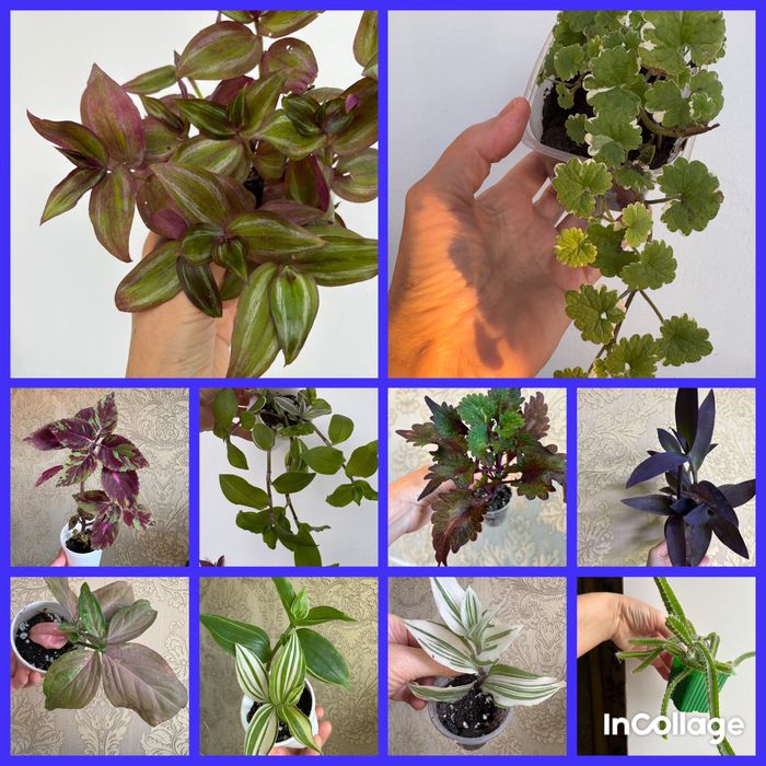 Комнатные растения