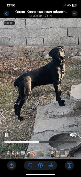 Охотничий собака