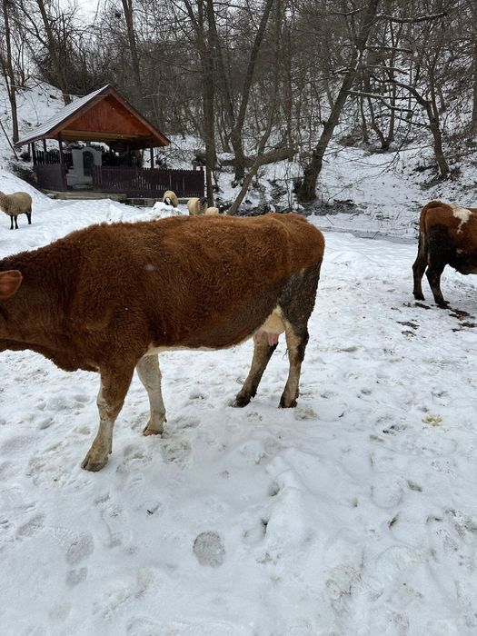 Vând vaca bălțata cu vițel după ea