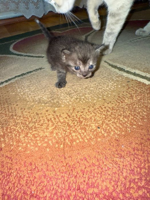 Котенки в добрые руки