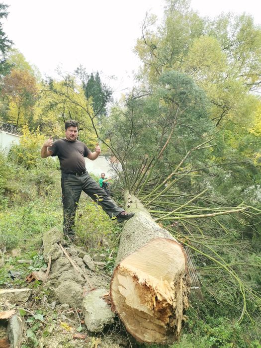 Резитба на големи дървета