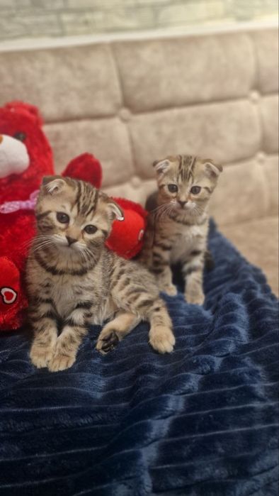 продаются котята скотиш фолд 1.5 месяца