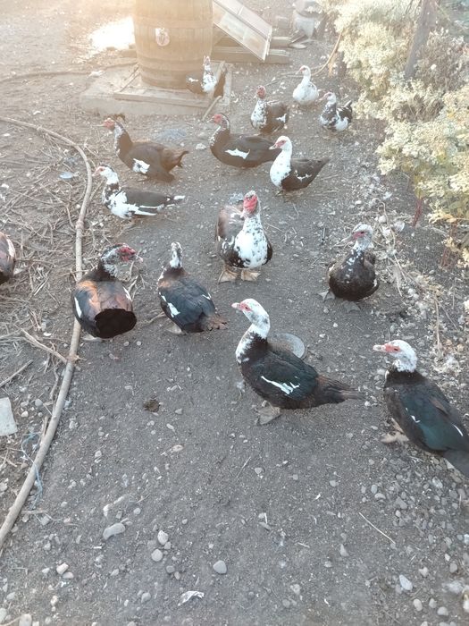 Vând rate și gâște
