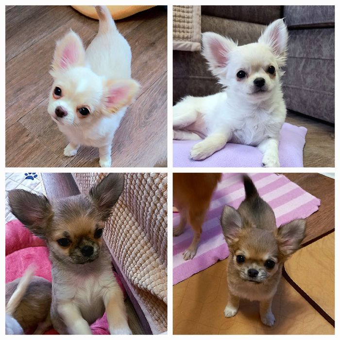 Кобели для вязки (чихуахуа)