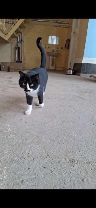 Tuxedo mishugi erkak 7 oylik