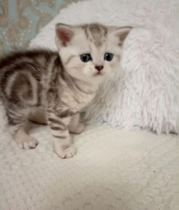 Котята шотландские