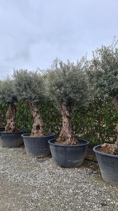 Măslin seculari mai multe dimensiuni