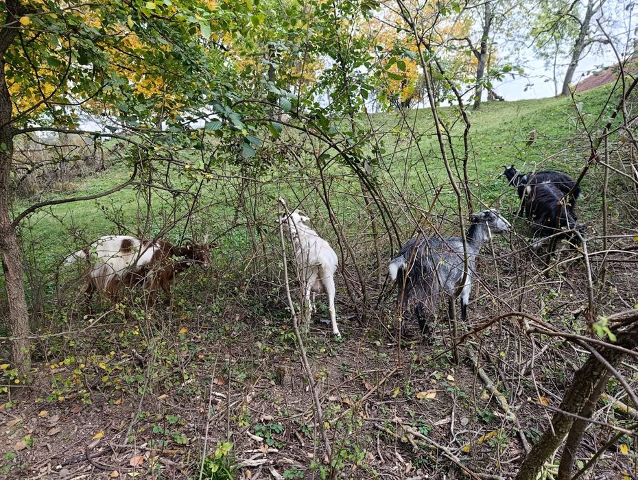 Capre tinere 2-3 ani