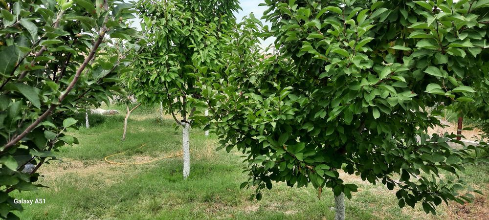 Дом на земле природа