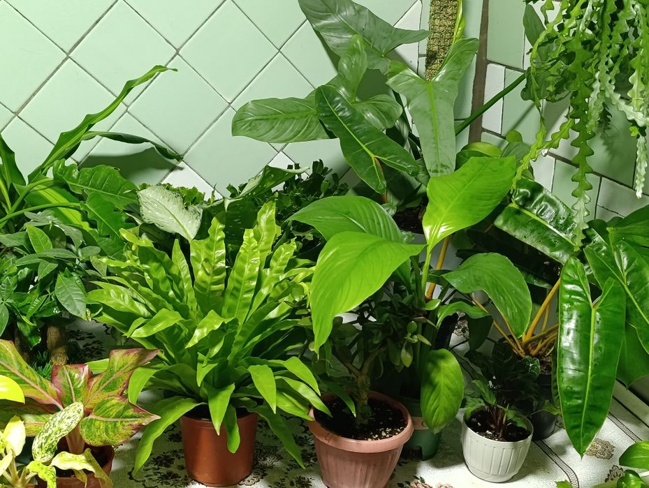 Комнатные растения