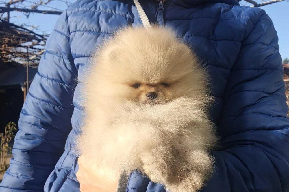 Страхотно момченце померан с родословие FCI