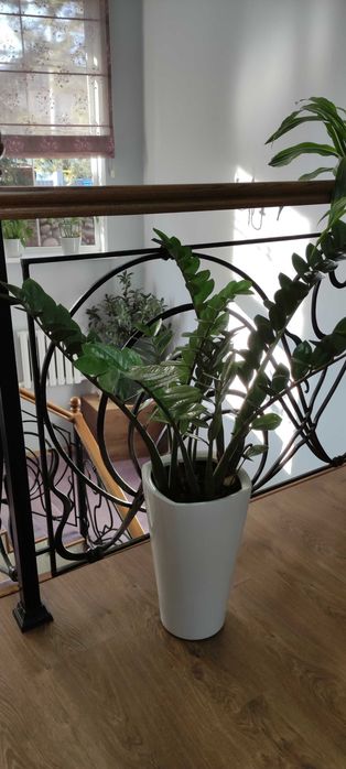 Продам замиокулькас