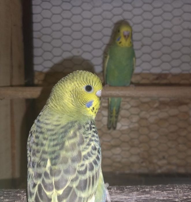 Papagali Perusi/Puisori blanzi/Maturi reproducatori