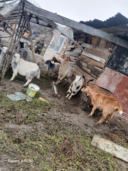 Vând 5 capre și un țap